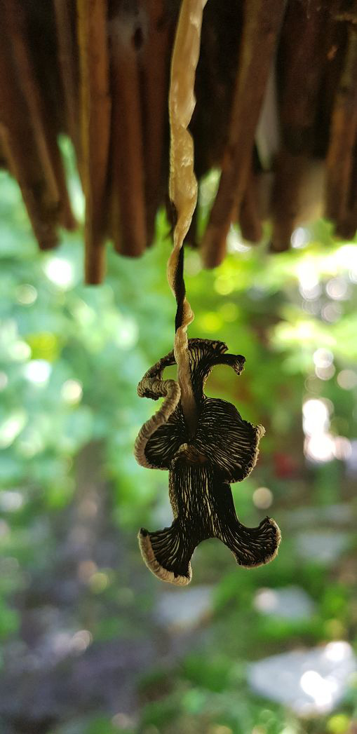 Wat is dit, is dit een soort paddenstoel?